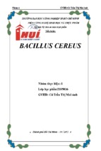 Tiểu luận bacillus cereus