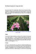 Kỹ thuật trồng hoa ly trong vườn nhà