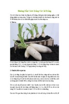 Hướng dẫn trồng củ cải trắng