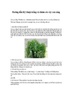 Hướng dẫn kỹ thuật trồng và chăm sóc cây rau sắng