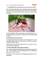6 cách diệt muỗi cực hiệu quả mà lại an toàn cho sức khỏe