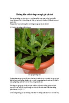 Hướng dẫn cách trồng rau ngò gai tại nhà