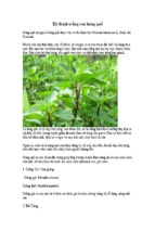 Kỹ thuật trồng rau húng quế
