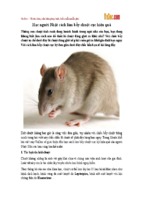 Học người nhật cách làm bẫy chuột cực hiệu quả
