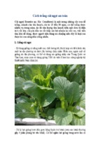 Kỹ thuật trồng rau cải ngọt an toàn