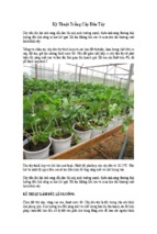 Kỹ thuật trồng cây dâu tây