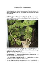 Kỹ thuật trồng cây đinh lăng