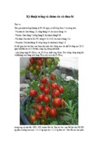 Kỹ thuật trồng và chăm sóc cà chua bi