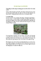 Kỹ thuật trồng cây rau dền lá hến