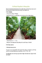 Kỹ thuật trồng dưa lê hoàng kim
