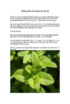 Hướng dẫn cách trồng cây bạc hà