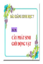 Bài giảng cây phát sinh giới động vật sinh học 7