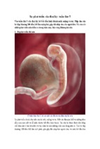 Sự phát triển của thai kỳ: tuần thứ 5
