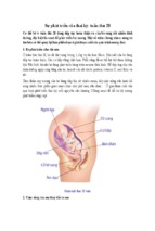 Sự phát triển của thai kỳ: tuần thứ 28