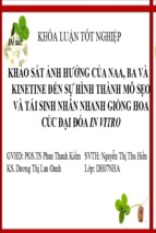 Báo cáo khóa luận tốt nghiệp  khảo sát ảnh hưởng của naa, ba và kinetine đến sự hình thành mô sẹo và tái sinh nhân nhanh giống hoa cúc đại đóa in vitro