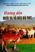 Hướng dẫn nuôi và vỗ béo bò thịt