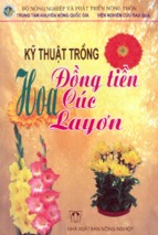 Kỹ thuật trồng hoa cúc hoa đồng tiền