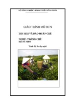 giáo trình thu hái và bảo quản chè