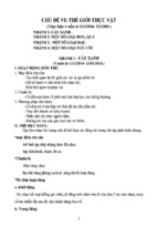 Giáo án 3t chủ đề thực vật   lá   hà thị kim huế