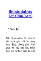 Hệ thần kinh của lớp chim (aves)