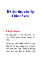 Hệ sinh dục của lớp chim (aves)