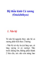 Hệ thần kinh cá xương (osteichthyes)