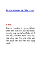 Hệ tuần hoàn của lớp chim (aves)