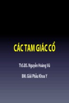 Bài giảng giải phẫu học các tam giác cổ   đh y dược tp. hcm