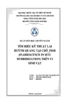 đồ án tìm hiểu kỹ thuật lai huỳnh quang tại chỗ   fish (florescence in situ hybridization) trên vi sinh vật