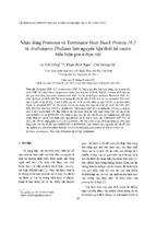 Nhân dòng promoter và terminatorheat shock protein 18.2 từ arabidopsis thaliana làm nguyên liệu thiết kế vector biểu hiện gen ở thực vật