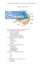 C_u h_i tr_c nghi_m v_ __p _n m_n gi_i ph_u_ ch__ng gi_i ph_u th_n kinh