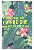 Kỹ thuật phát triển cà phê chè đạt hiệu quả kinh tế cao