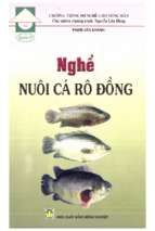 Nghề nuôi cá rô đồng
