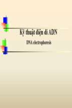 Kỹ thuật điện di adn   dna electrophoresis