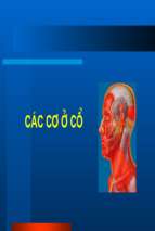 Cơ vùng cổ   động mạch cảnh.ppt