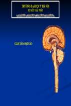 Gian não, đại não.ppt