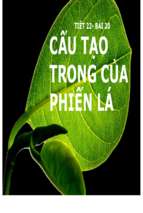 Slide bài giảng cấu tạo trong của phiến lá.ppt