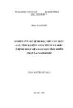 Nghiên cứu mô bệnh học, siêu cấu trúc gan, tính đa hình gen cyp2c19 và mdr1 ở bệnh nhân viêm gan mạn tính nhiễm chất da cam dioxin