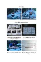 Nghiên cứu khả năng sử dụng bã thải sắn làm thức ăn nuôi giun quế (perionyx excavatus).(phụ lục)