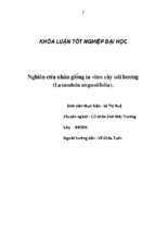 Nghiên cứu nhân giống in vitro cây oải hương (lavandula angustifolia).