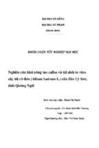 Nghiên cứu khả năng tạo callus và tái sinh in vitro cây tỏi cô đơn (allium sativum l.) của đảo lý sơn, tỉnh quảng ngãi.