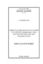 Nghiên cứu tác dụng bảo vệ gan của cao chiết từ lá chùm ruột (phyllanthus acidus (l.) skeels) trên chuột nhắt trắng dòng swiss (mus musculus var. swiss)....