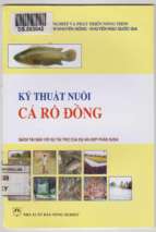 Kỹ thuật nuôi cá rô đồng