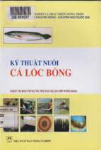 Kỹ thuật nuôi cá lóc bống