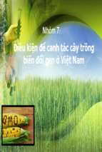 Điều kiện để canh tác cây trồng biến đổi gen ở việt namx