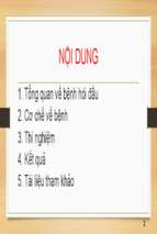 Nghiên cứu hoạt tính mọc tóc từ nanoemulsion cedrol