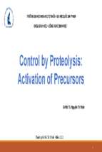 Control by proteolysis activation of precursorsx