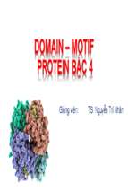 Domain – motif protein bậc 4